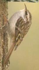 Ecouter les chants et les cris des Grimpereaux